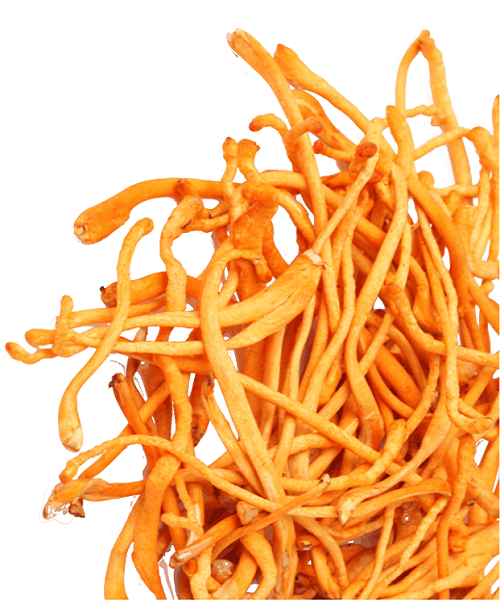 Te Latte CaféElixir de Cordyceps militaris (CORDYCEPS)