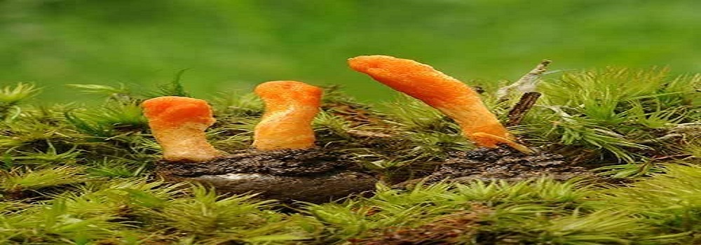 Te Latte CaféElixir de Cordyceps militaris (CORDYCEPS)