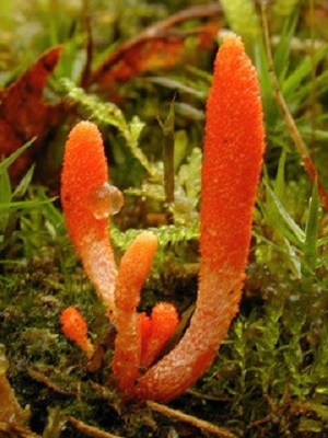 Te Latte CaféElixir de Cordyceps militaris (CORDYCEPS)