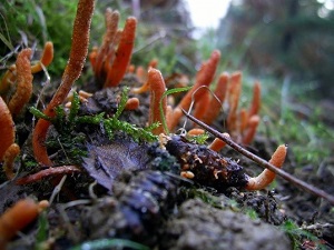 Te Latte CaféElixir de Cordyceps militaris (CORDYCEPS)
