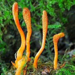 Te Latte CaféElixir de Cordyceps militaris (CORDYCEPS)