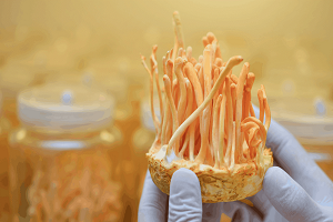 Te Latte CaféElixir de Cordyceps militaris (CORDYCEPS)