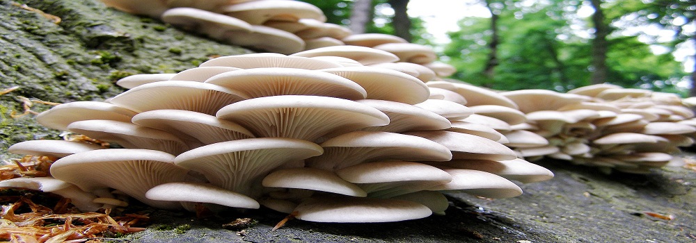 Te Latte CaféElixir de Pleurotus Ostreatus (PLEUROTUS)
