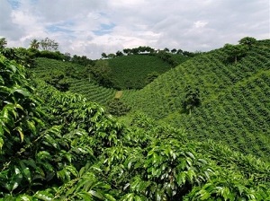 Te Latte Café - Te latte Cafe Mocca Con Ganoderma Lucidum