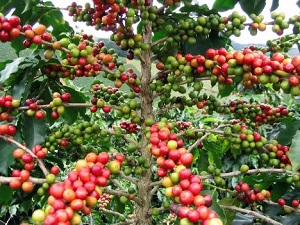 Te Latte Café - Te latte Cafe Mocca Con Ganoderma Lucidum