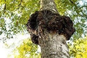 Te Latte CaféElixir de Inonotus obliquus (CHAGA)