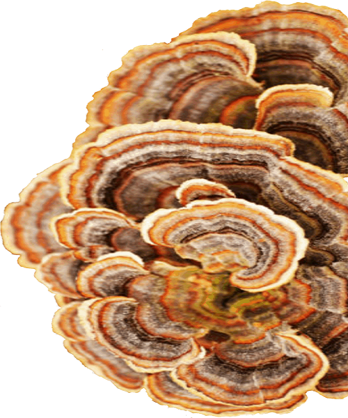Te Latte CaféElixir de Trametes versicolor (Kawaratake) o Cola de Pavo