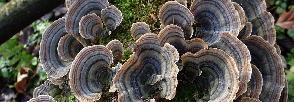 Te Latte CaféElixir de Trametes versicolor (Kawaratake) o Cola de Pavo