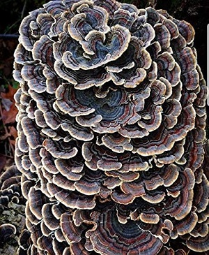 Te Latte CaféElixir de Trametes versicolor (Kawaratake) o Cola de Pavo