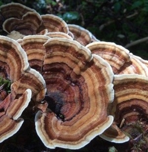 Te Latte CaféElixir de Trametes versicolor (Kawaratake) o Cola de Pavo