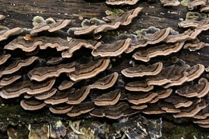 Te Latte CaféElixir de Trametes versicolor (Kawaratake) o Cola de Pavo