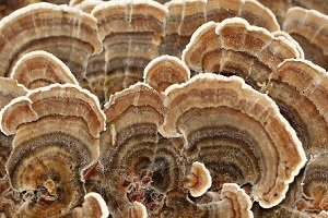 Te Latte CaféElixir de Trametes versicolor (Kawaratake) o Cola de Pavo