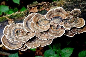 Te Latte CaféElixir de Trametes versicolor (Kawaratake) o Cola de Pavo