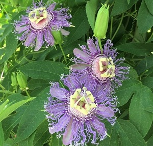 Te Latte CaféElixir de Passiflora incarnata (PASSIFLORA)