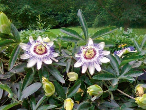 Te Latte CaféElixir de Passiflora incarnata (PASSIFLORA)