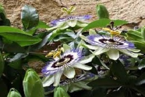 Te Latte CaféElixir de Passiflora incarnata (PASSIFLORA)