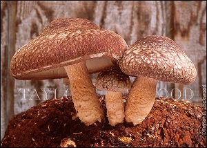 Te Latte CaféElixir de Lentinula edodes (SHIITAKE)