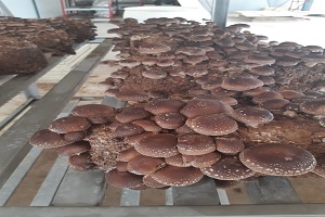 Te Latte CaféElixir de Lentinula edodes (SHIITAKE)